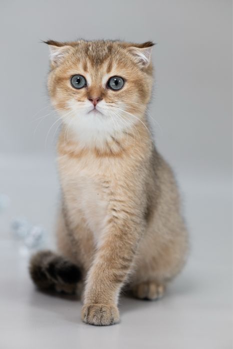 Увага!!!ціну знижено!!! Котики золоті шиншили