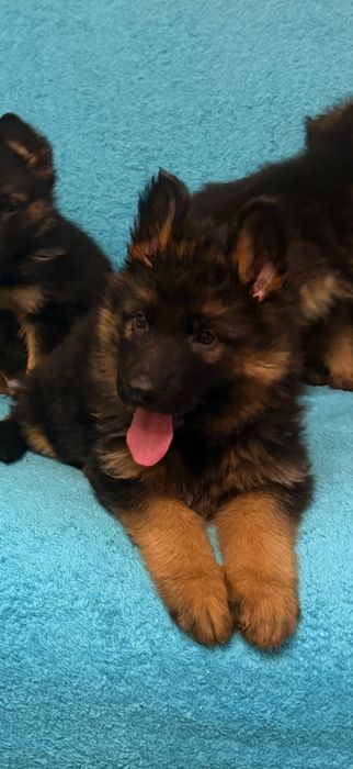 Щенки немецкой овчарки