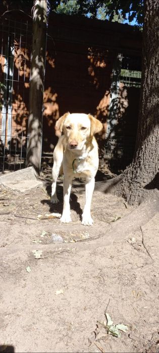 Labrador mix Milo do adopcji