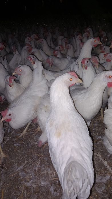 Kury Nioski Leghorn 24 tygodnie! Wysylka!