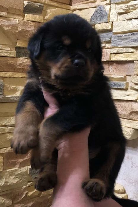 Резерв на породистых щенков ротвейлера.