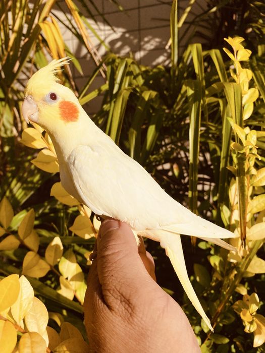 Caturra domesticada lutina grande oportunidade