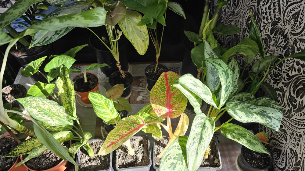 В продажі аглонеми