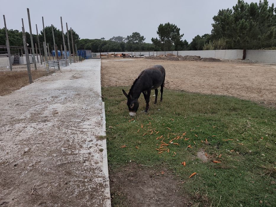 Vendo burro Tomé