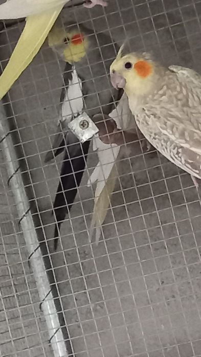 Vendo várias caturras