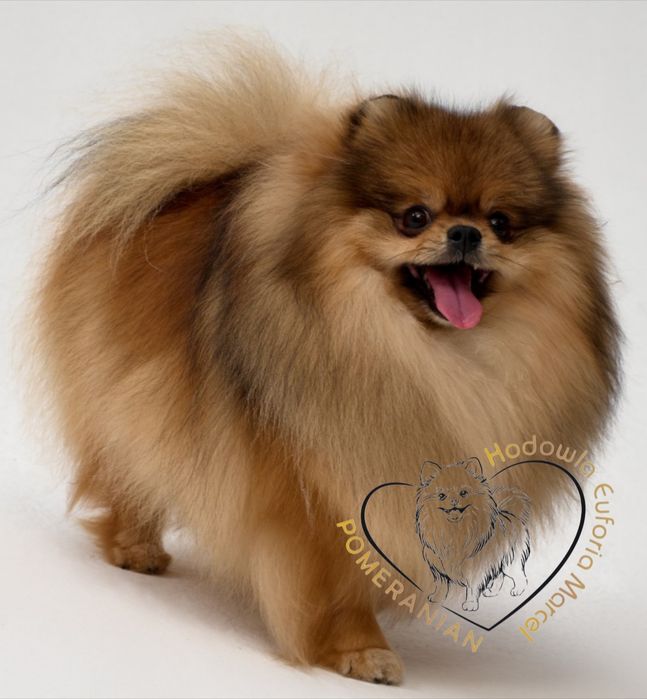 Pomeranian szpic miniaturowy