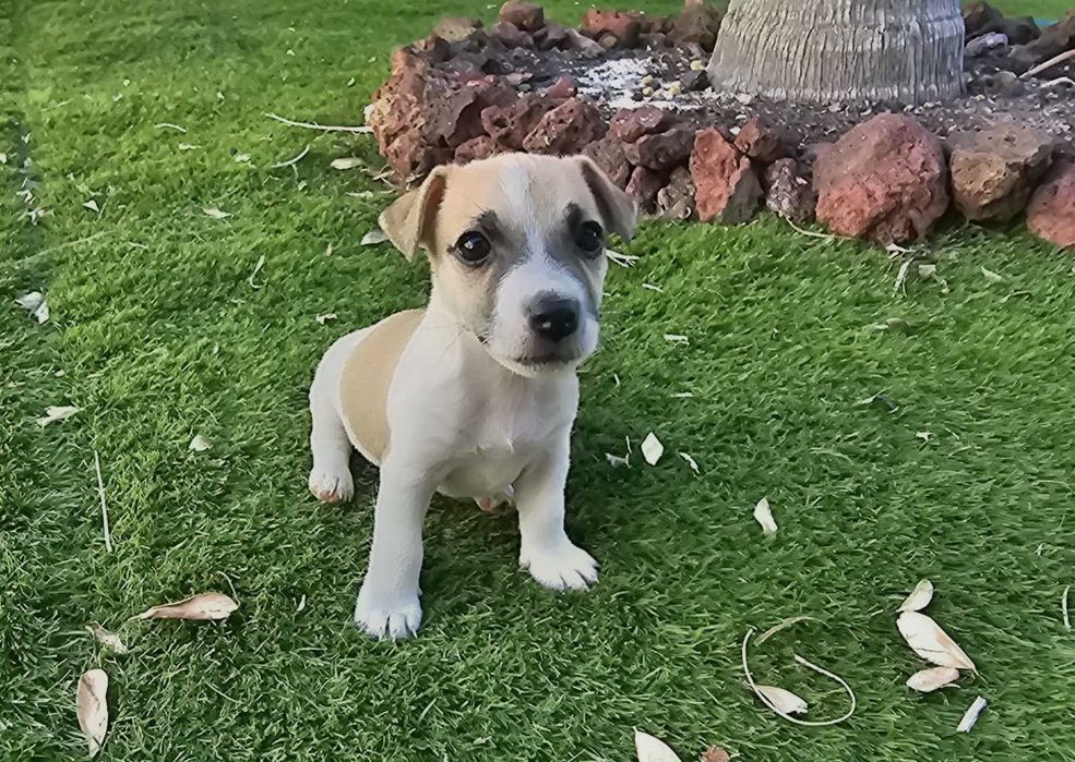 Magnífico Jack Russell Terrier Puro