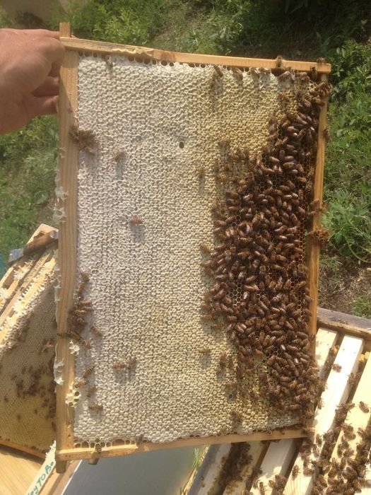 Пчелопакеты Бакфаст