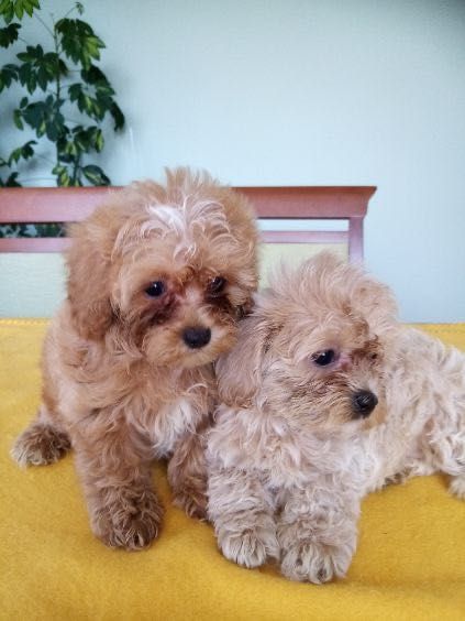 Maltipoo F1B- szczenię