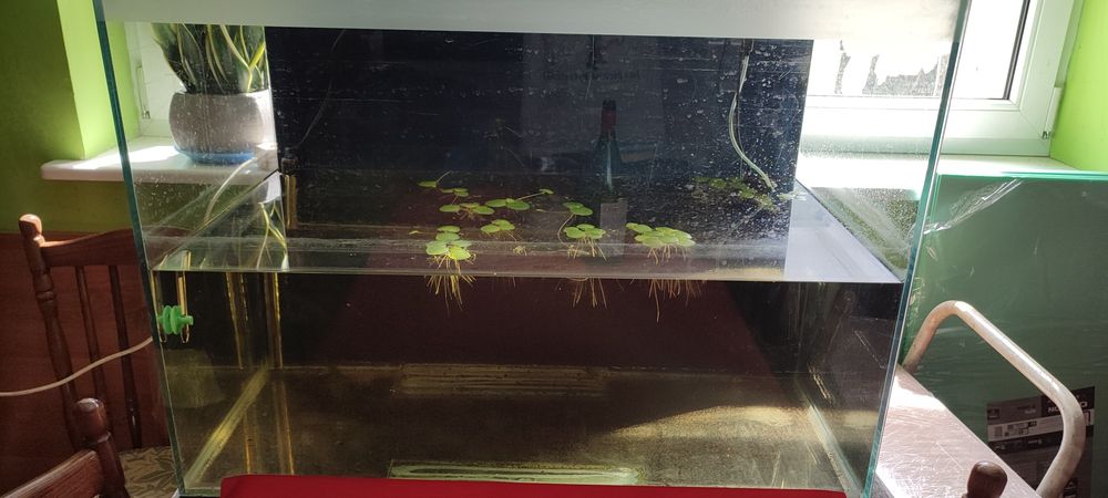 Akwarium 300ldla np skalarow