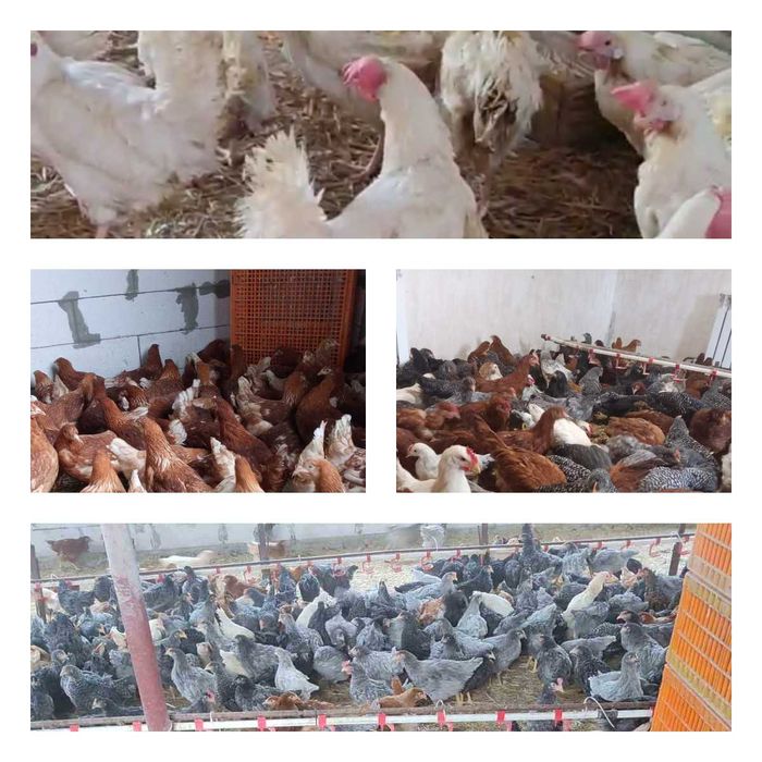 Продам кури несушки! Доставка безкоштовна. Теплик!