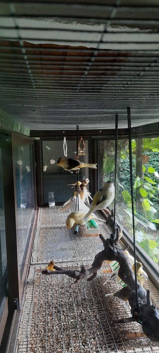 Canários machos/fêmeas