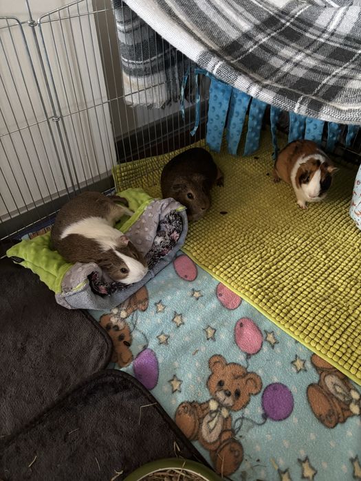 Oddam w dobre ręce trzy świnki morskie za darmo
