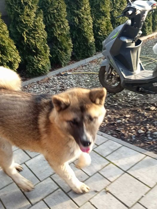 Sprzedam akite amerykańska