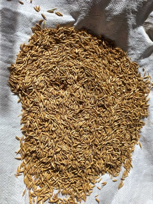 Pszenica, jeczmien owies