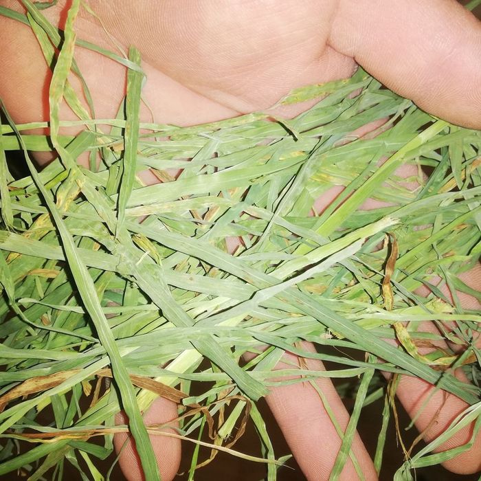 Siano z suszarni 1 kg 15 zl