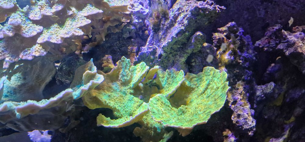 Koralowiec Montipora talerzowa Toxic Green morskie Poznań