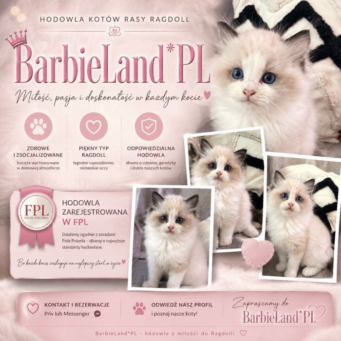 Ragdoll rodowod kot