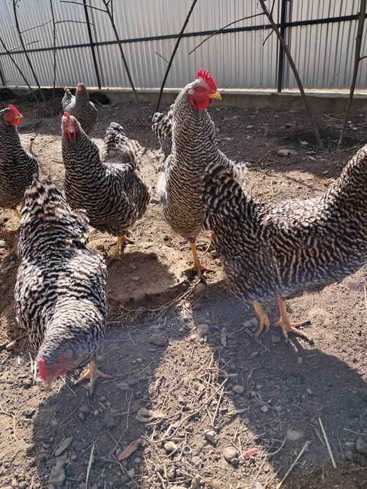 Інкубаційний яйце курей Амрок