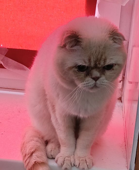 Шотландский скоттиш фолд Гуччи