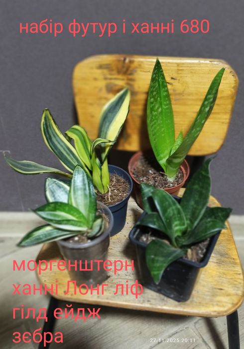 Сансевієрії ханні і інші