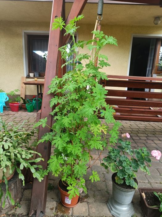 Geranium, aginka
