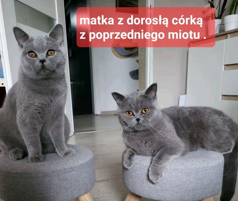 Koty brytyjskie krótkowłose  OkAZJA