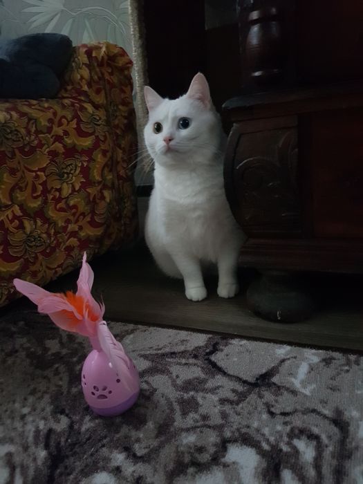 ЗООотель/ перетримка домашніх улюбленців "Як у себе вдома"