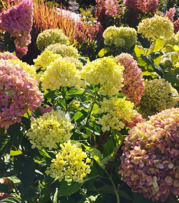 Саженцы гортензий, хвойных, декоративных, ягодных растений