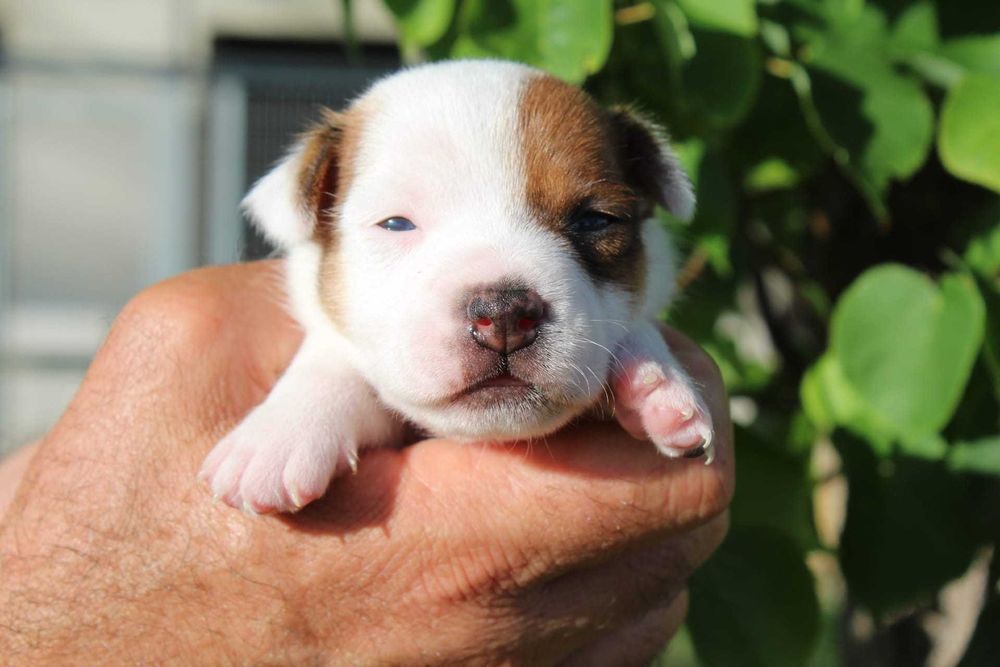 Cachorro Jack Russel TOP