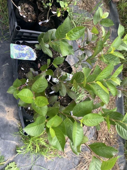 Świdośliwa , pigwowiec, winorośl