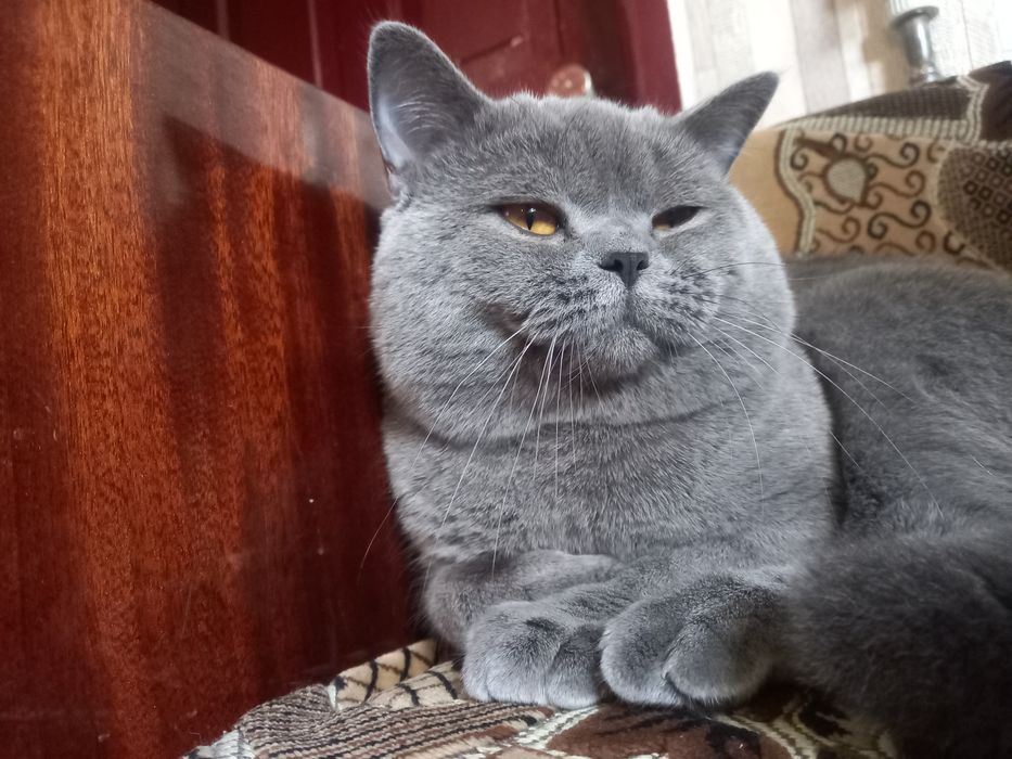 Вязка британский кот прямоухий