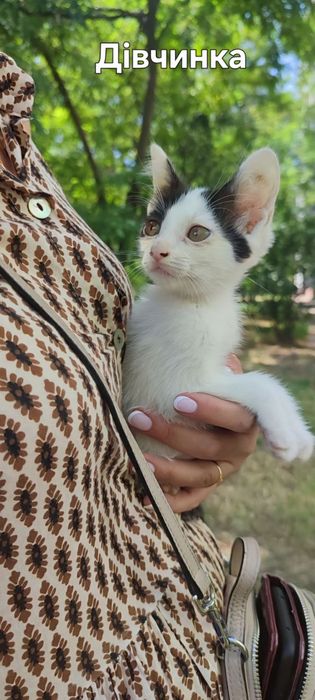 Шукаємо дім для трьох маленьких хвостиків