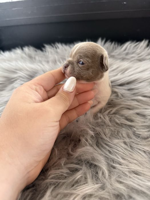 Menina  Chihuahua  lindissima “ de bolso.
