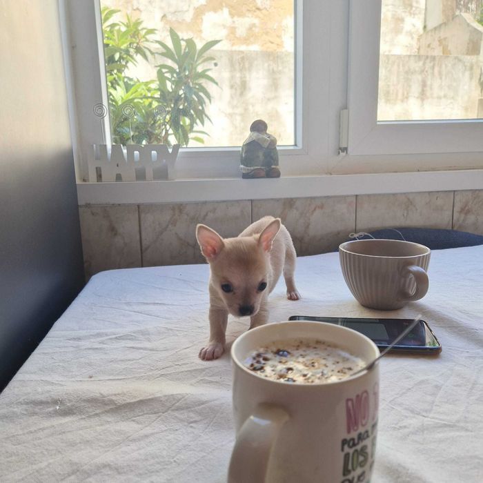 Chihuahua macho miniatura,