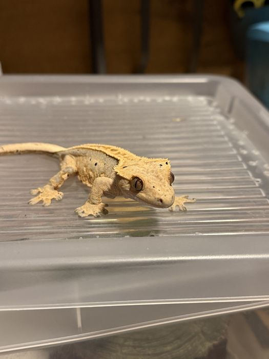 Samica gekon orzesiony