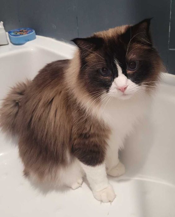 Kot Rasy Ragdoll (Zarezerwowany)