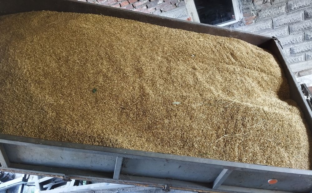 Owies oraz  Pszenica jare