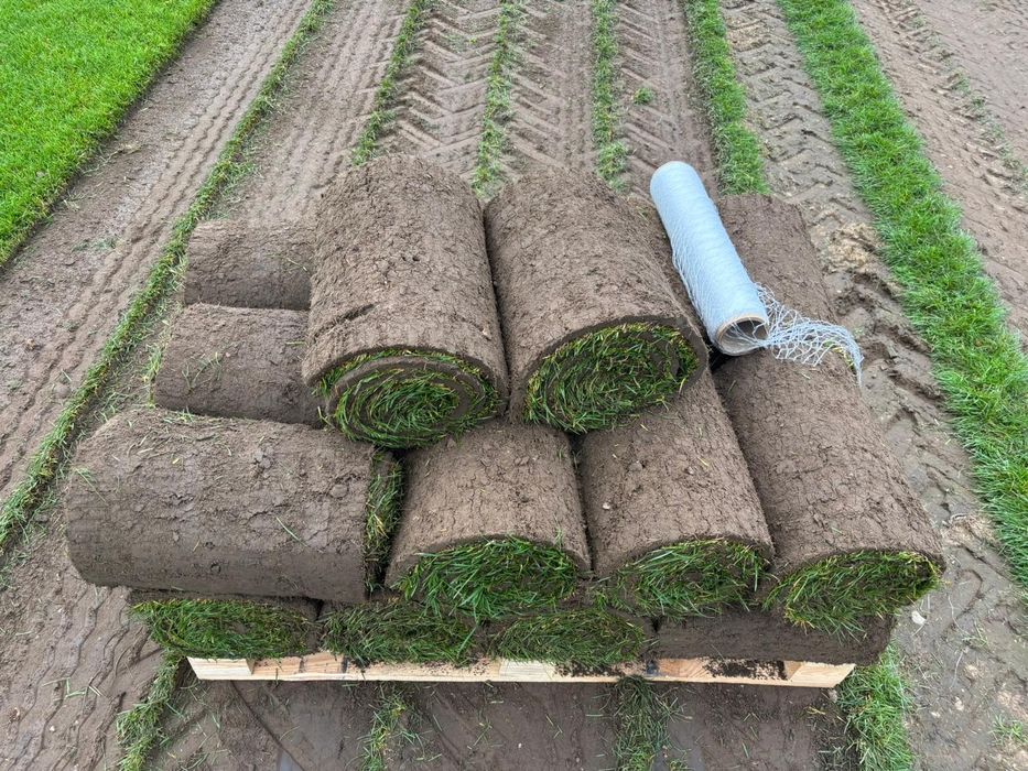 Trawa z rolki trawnik w rolce 40 m2 z dostawą pod dom