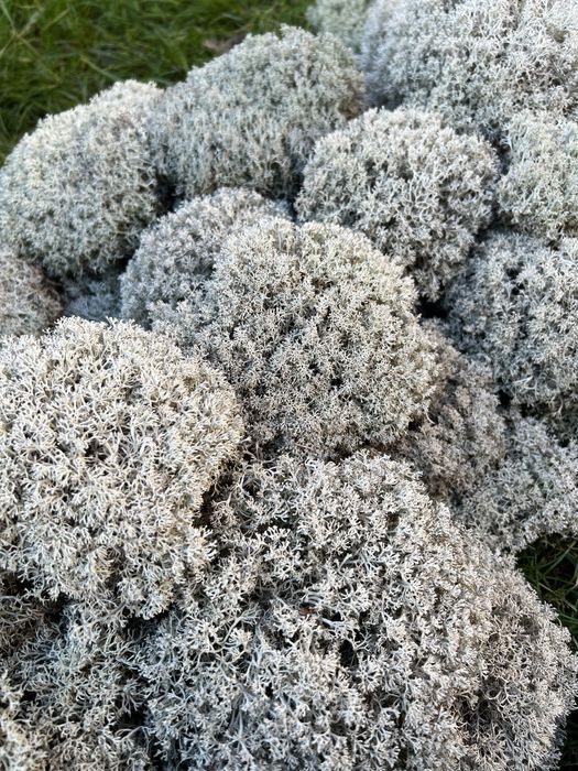 Мох ягель для равликів чи стабілізації. Ягель