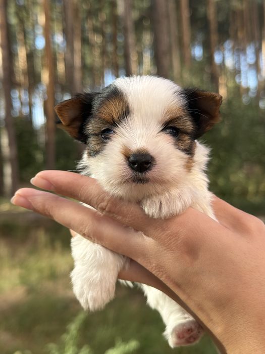 Елітна дівчинка бівер з документами КСУ/FCI