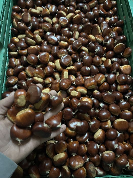 Castanhas Martainhas da Lapa / Sernancelhe / Aguiar da Beira | Qualidade Superior