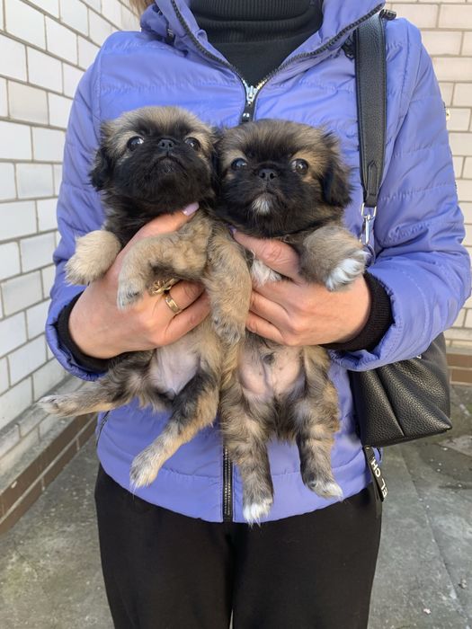 Продам цуценят Пекінесиків