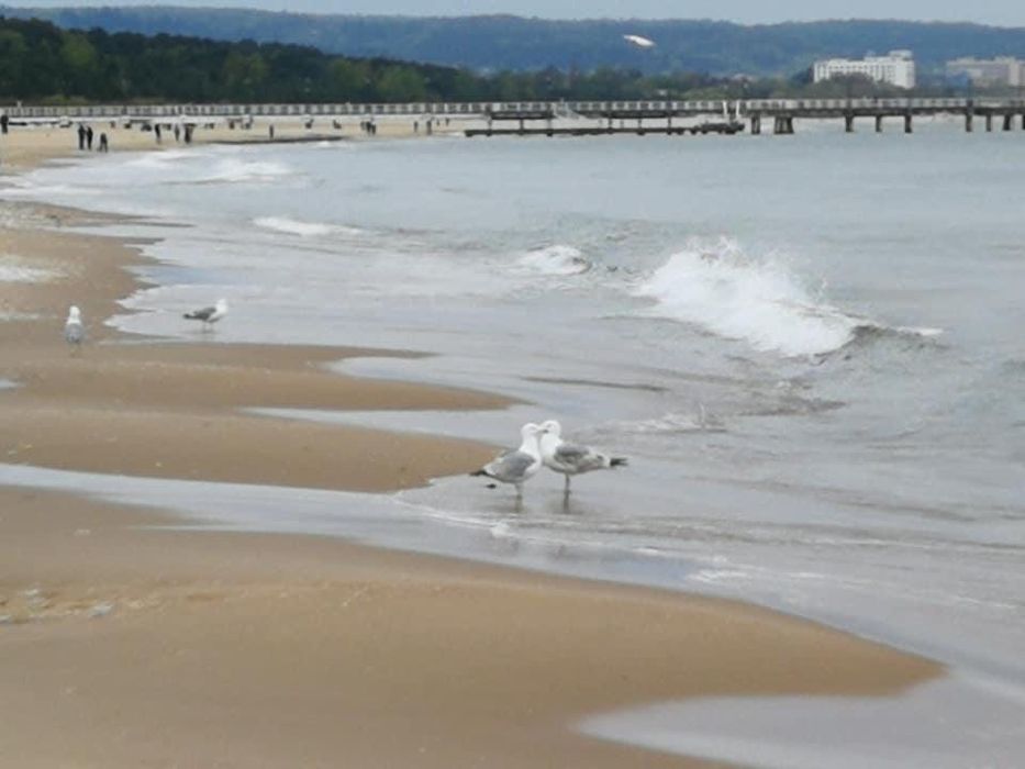 Domek lux Pobierowo 300 m od plaży Super miejsce KONTAKT Telefoniczny
