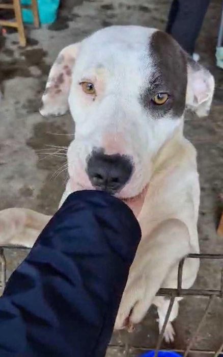 Pitbull Femea Para Adoçao