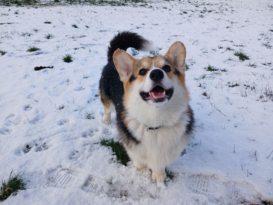 Мальчик Вельш-Корги для вязки