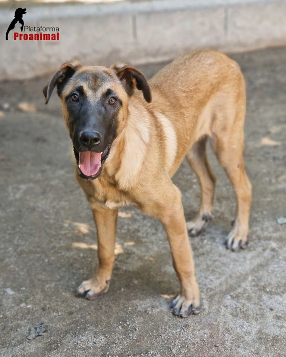 GOLIAS - Cãozinho meigo para Adoção