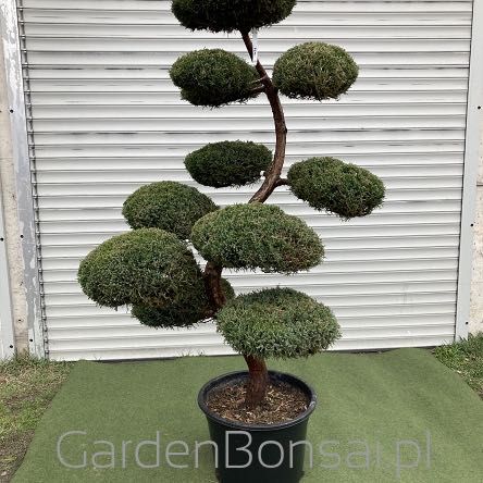 Bonsai z Jałowca "Mint Julep" - Jun. media "Mint Julep" -180 cm