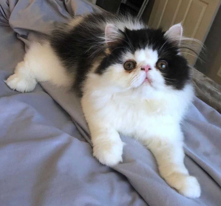 Lindo Gatinho Persa