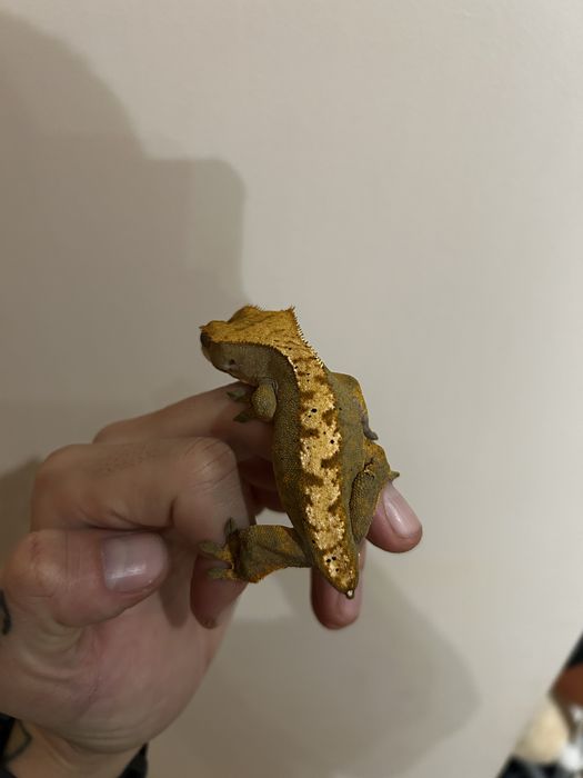 Gekon orzęsiony samica